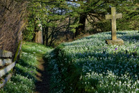 Snowdrops Kirkandrews on Eden Lockdown