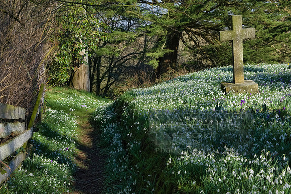 Snowdrops Kirkandrews on Eden Lockdown