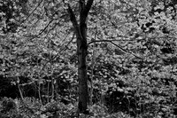_DSF0100_Nik_DxO