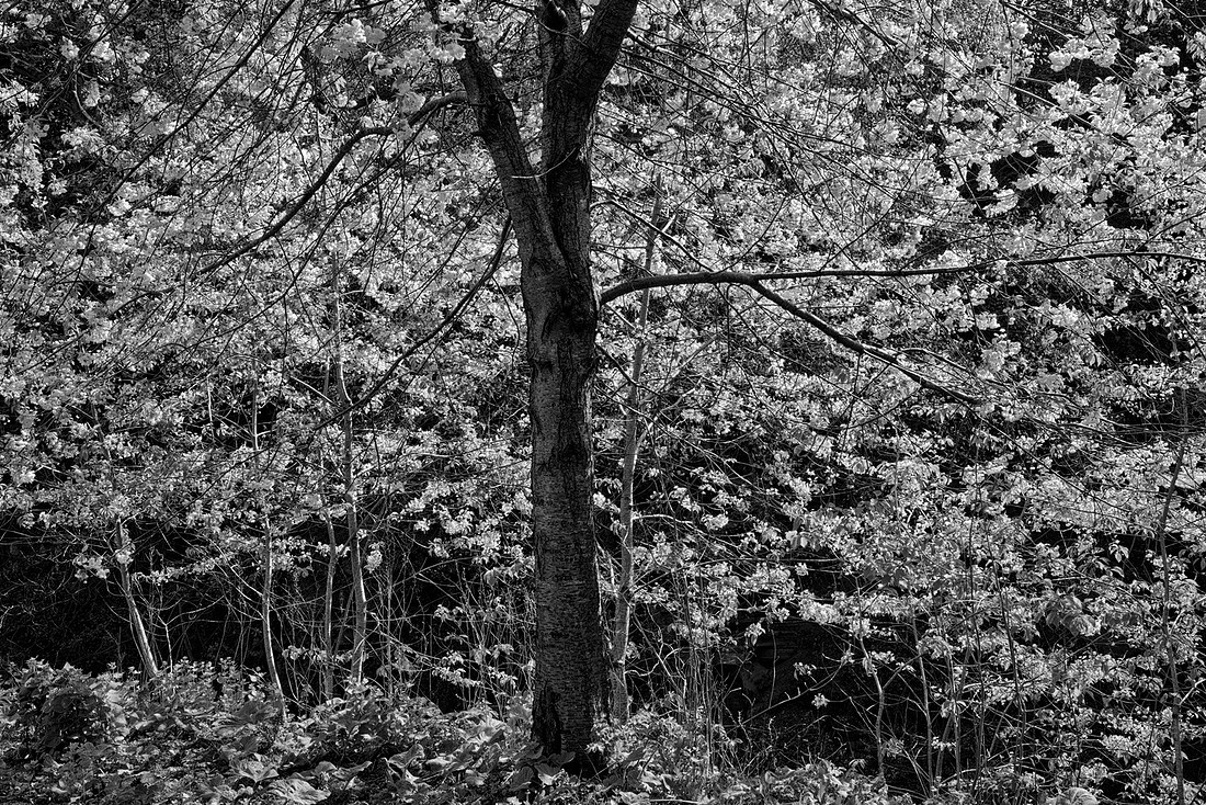 _DSF0100_Nik_DxO