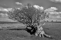 _DSF0065_Nik_DxO