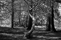 _DSF0025_Nik_DxO