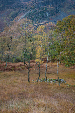 Birches Bowderstone