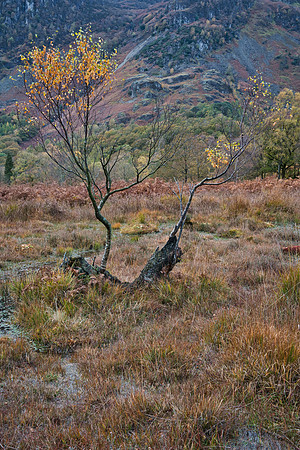 Birch Bowder Stone