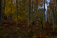 Birch Road to Watendlath