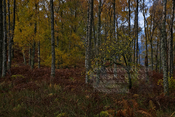 Birch Road to Watendlath