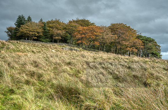 Copse Housteads