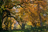 Autumnal Overhang Ullswater