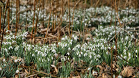 Snowdrops Lockdown Cummersdale