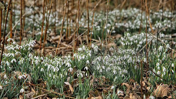 Snowdrops Lockdown Cummersdale