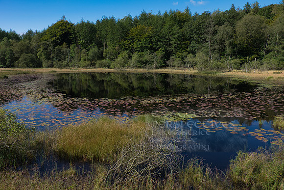 Stone Chair Hill Tarn Hows