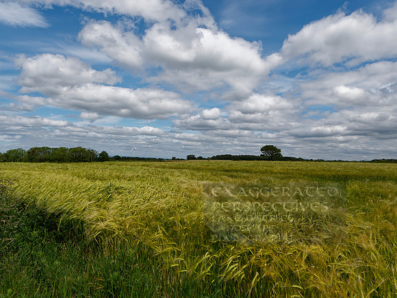 Crop factor Lockdown Great Orton